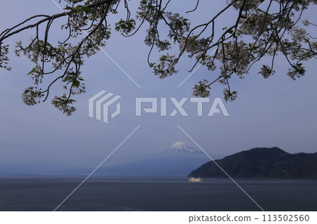 透過櫻花樹可以看到富士山,駿河灣渡輪 透過櫻花樹可以看到富士山,駿河灣渡輪 113502560