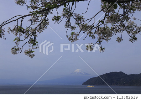 透過櫻花樹可以看到富士山,駿河灣渡輪 透過櫻花樹可以看到富士山,駿河灣渡輪 113502619