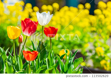 色彩繽紛的鬱金香沐浴在燈光下 色彩繽紛的鬱金香沐浴在燈光下 113502620