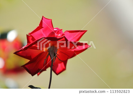 Arao City Ominous Citizen Flower Bed Rose Flower, 113502823