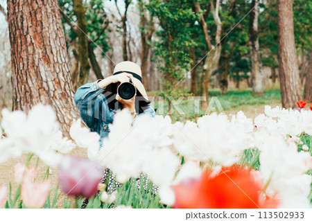 A woman photographing a tulip field 113502933
