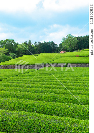 靜岡縣富士市小淵筱場茶園風景 靜岡縣富士市小淵筱場茶園風景 113502938