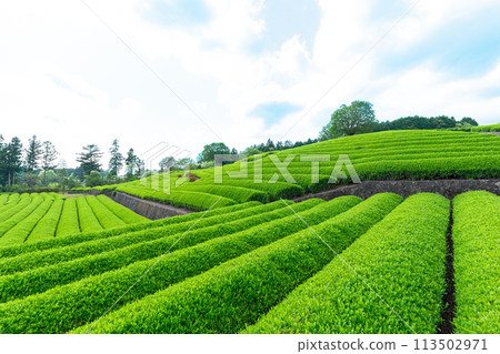 靜岡縣富士市小淵筱場茶園風景 113502971