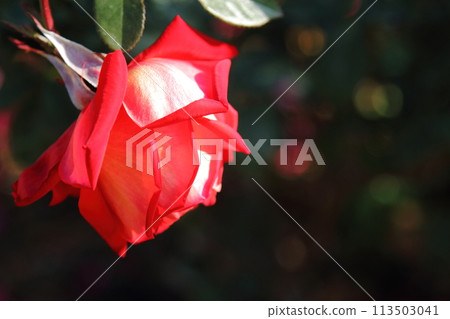 荒尾市少女公民花壇玫瑰花， 113503041