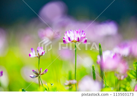 Vibrant lotus field Vibrant lotus field 113503173