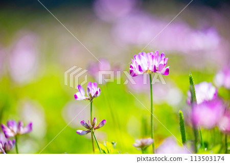 Vibrant lotus field 113503174