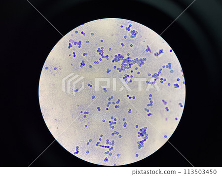 Budding yeast cell in nature. 113503450