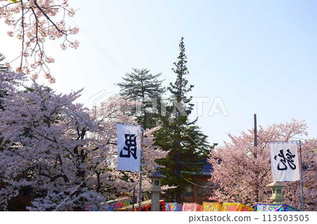 櫻花盛開,花筏,松崎公園,櫻花,櫻花,染井吉野櫻花樹 櫻花盛開,花筏,松崎公園,櫻花,櫻花,染井吉野櫻花樹 113503505