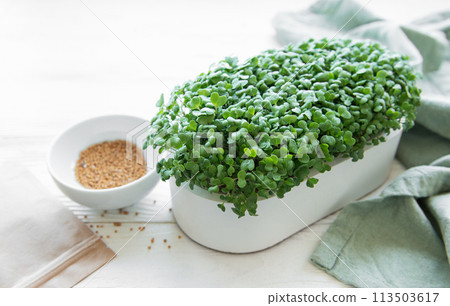 Tray of radish microgreens. Tray of radish microgreens. 113503617