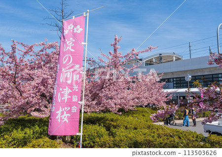 Keihan Railway Yodo Station Kyoto Kawazu cherry blossoms in full bloom 113503626