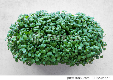 Tray of radish microgreens. 113503632