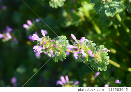 Wildflower of Spring Hotokenoza 113503645