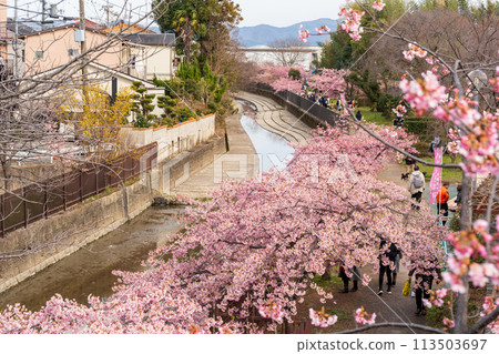 Kawazu Cherry Blossoms in Yodo, Kyoto Kawazu Cherry Blossoms in Yodo, Kyoto 113503697