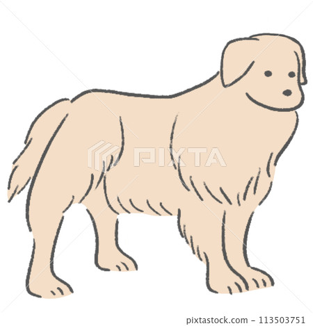 Golden retriever 113503751