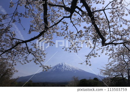 Mount Fuji seen through the gaps in the cherry trees 113503759
