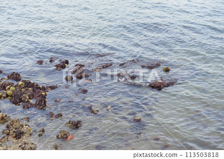 海 113503818