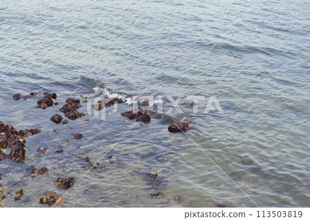 海 海 113503819