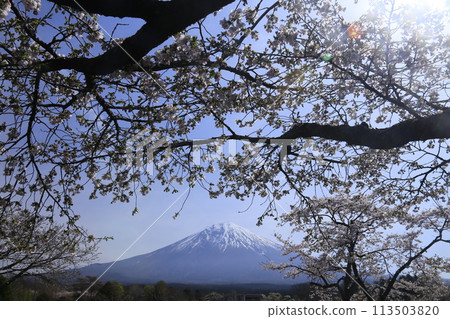 透過櫻花樹看到富士山 113503820