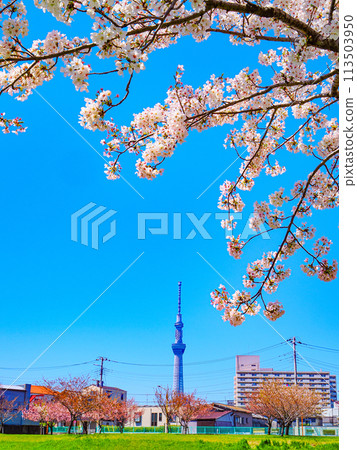 春天的藍天下,舊中川和櫻花盛開的天空樹的景色 春天的藍天下,舊中川和櫻花盛開的天空樹的景色 113503950