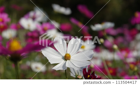  Cosmos field 113504417