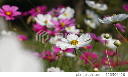 Cosmos field Cosmos field 113504418