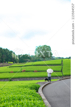 靜岡縣富士市小淵筱場茶園風景 靜岡縣富士市小淵筱場茶園風景 113504557