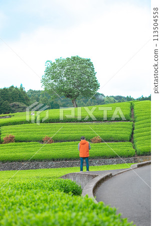 靜岡縣富士市小淵筱場茶園風景 靜岡縣富士市小淵筱場茶園風景 113504558