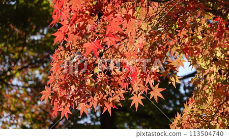 Japanese autumn leaves 113504740