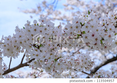 2024春天京都櫻花盛開，櫻花開滿天 113504957