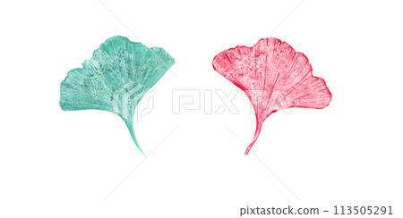 Design vintage leaf imprint of biloba. Leaves in turquoise, pink colors. Gingko plant. Set isolated on white background. Dry abstract fan leaves. Watercolor illustration of floral silhouettes 113505291