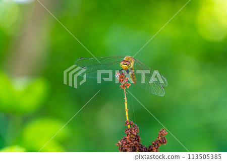蜻蜓在綠色中休息～夏金～ 113505385