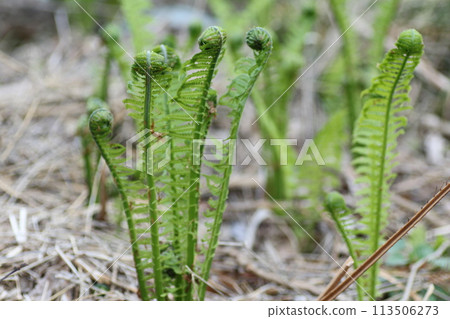 Spring edible wild plants, Kogomi 113506273