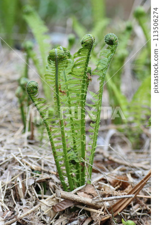 Spring edible wild plants, Kogomi 113506274