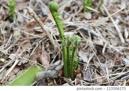 Spring edible wild plants, Kogomi 113506275