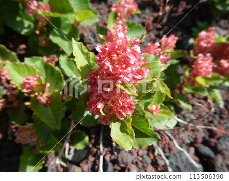 富士山上盛開的虎杖 富士山上盛開的虎杖 113506390