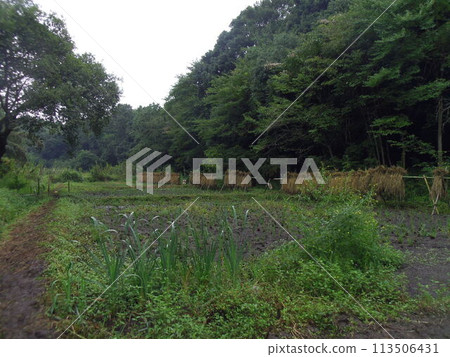 Autumn in Satoyama, rice is drying in the rice fields after the rice harvest. Autumn in Satoyama, rice is drying in the rice fields after the rice harvest. 113506431