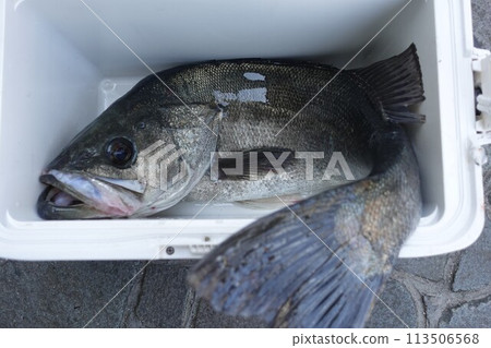 鈴木72cm從冷卻器突出 113506568