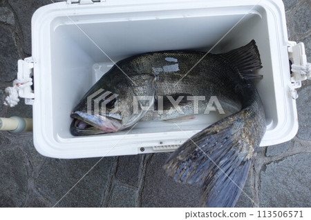 鈴木72cm從冷卻器突出 113506571