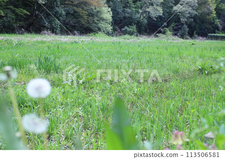 Early summer park 113506581