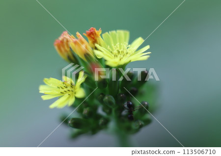 Yellow flower 113506710