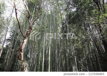 A famous spot in Saga, Kyoto: Bamboo Forest Path A famous spot in Saga, Kyoto: Bamboo Forest Path 113506865