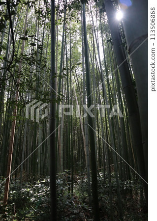 京都佐賀的名勝竹林小徑 京都佐賀的名勝竹林小徑 113506868