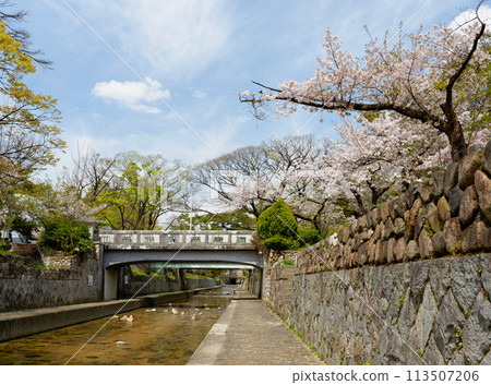 兵庫縣西宮市春天的宿川公園綠橋 113507206