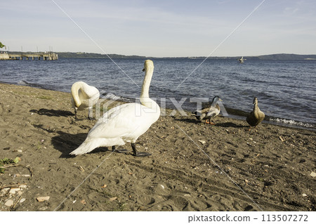 Beautiful white swan on the lake Bracciano, Italy Beautiful white swan on the lake Bracciano, Italy 113507272