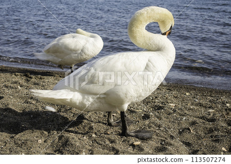 Beautiful white swan on the lake Bracciano, Italy 113507274