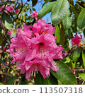 紅色杜鵑花花 113507318