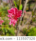 鮮紅的桃花 113507320