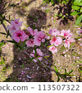 明亮的粉紅色桃花 113507322