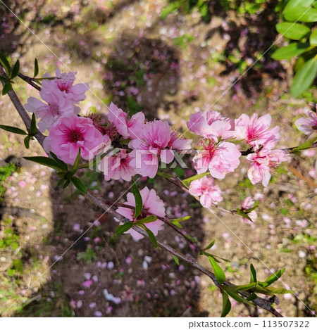 Bright pink peach blossom 113507322