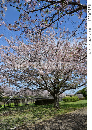 Aridogawa河公園的櫻花 Aridogawa河公園的櫻花 113507476